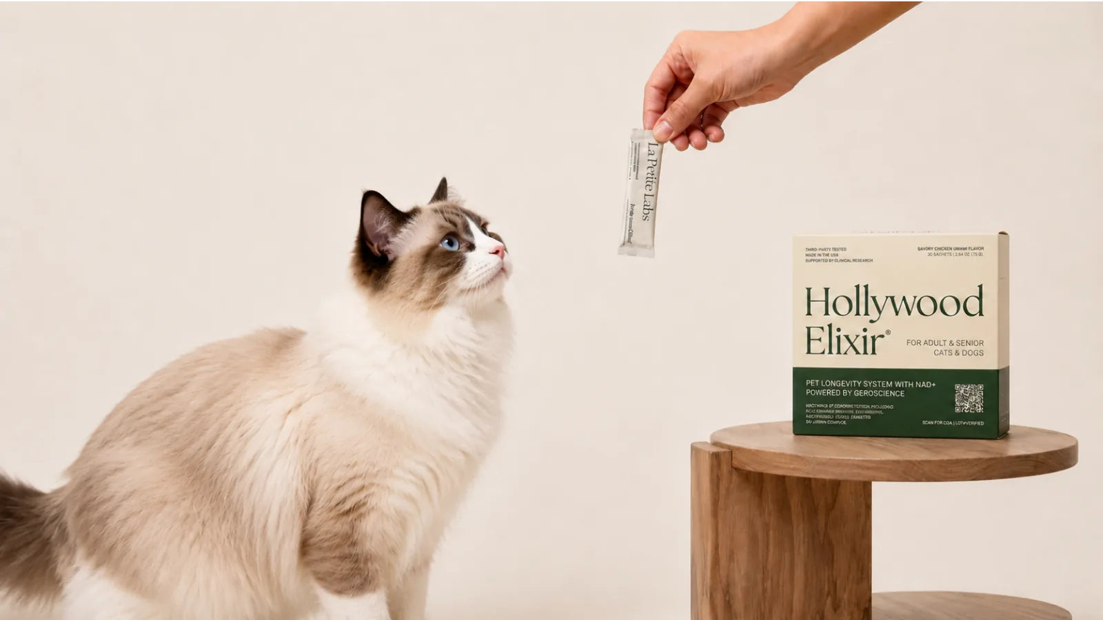 Ragdoll cat with the Hollywood Elixir longevity system by La Petite Labs