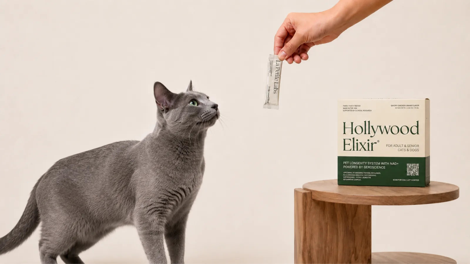 Russian Blue cat with the Hollywood Elixir longevity system by La Petite Labs