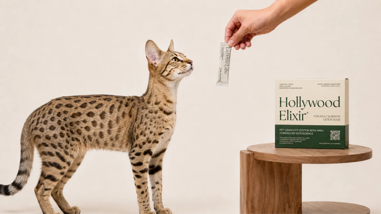 Savannah cat with the Hollywood Elixir longevity system by La Petite Labs