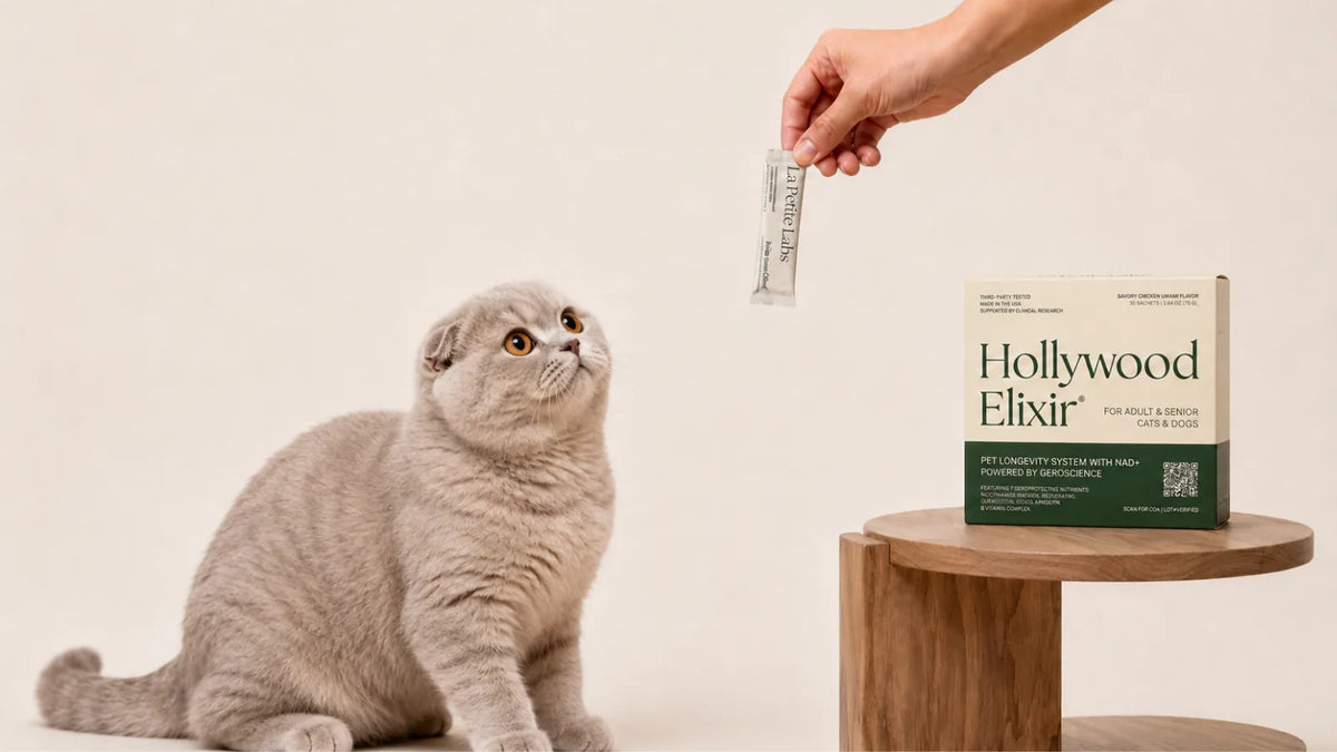 Scottish Fold cat with the Hollywood Elixir longevity system by La Petite Labs