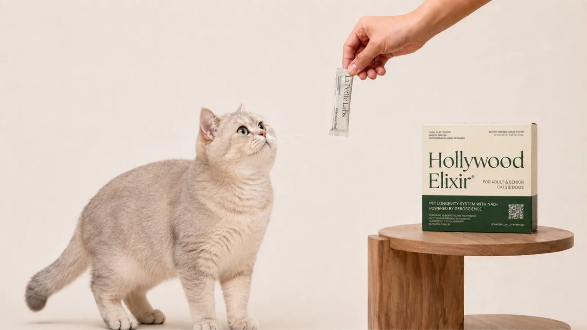 Scottish Straight cat with the Hollywood Elixir longevity system by La Petite Labs