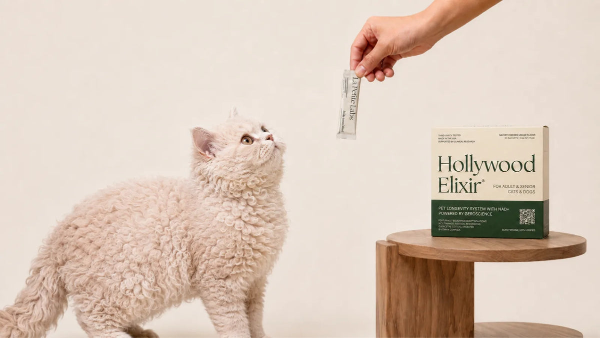Selkirk Rex cat with the Hollywood Elixir longevity system by La Petite Labs