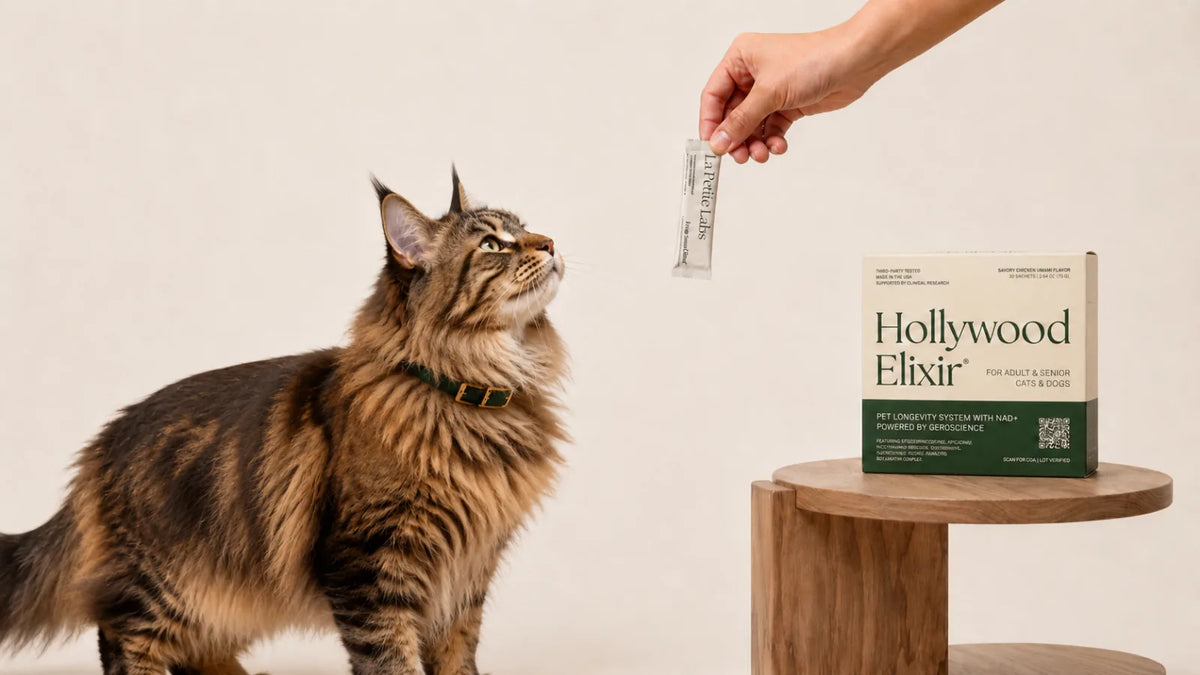 Siberian cat with the Hollywood Elixir longevity system by La Petite Labs