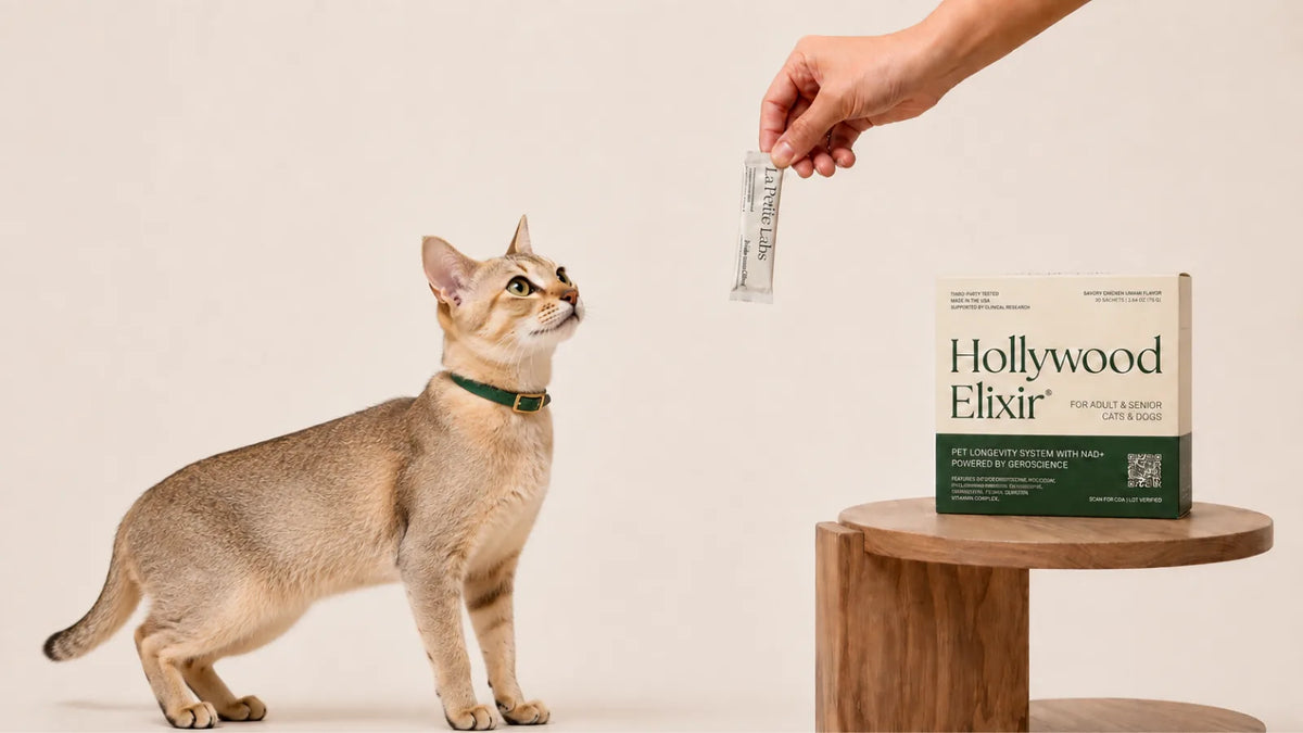Singapura cat with the Hollywood Elixir longevity system by La Petite Labs