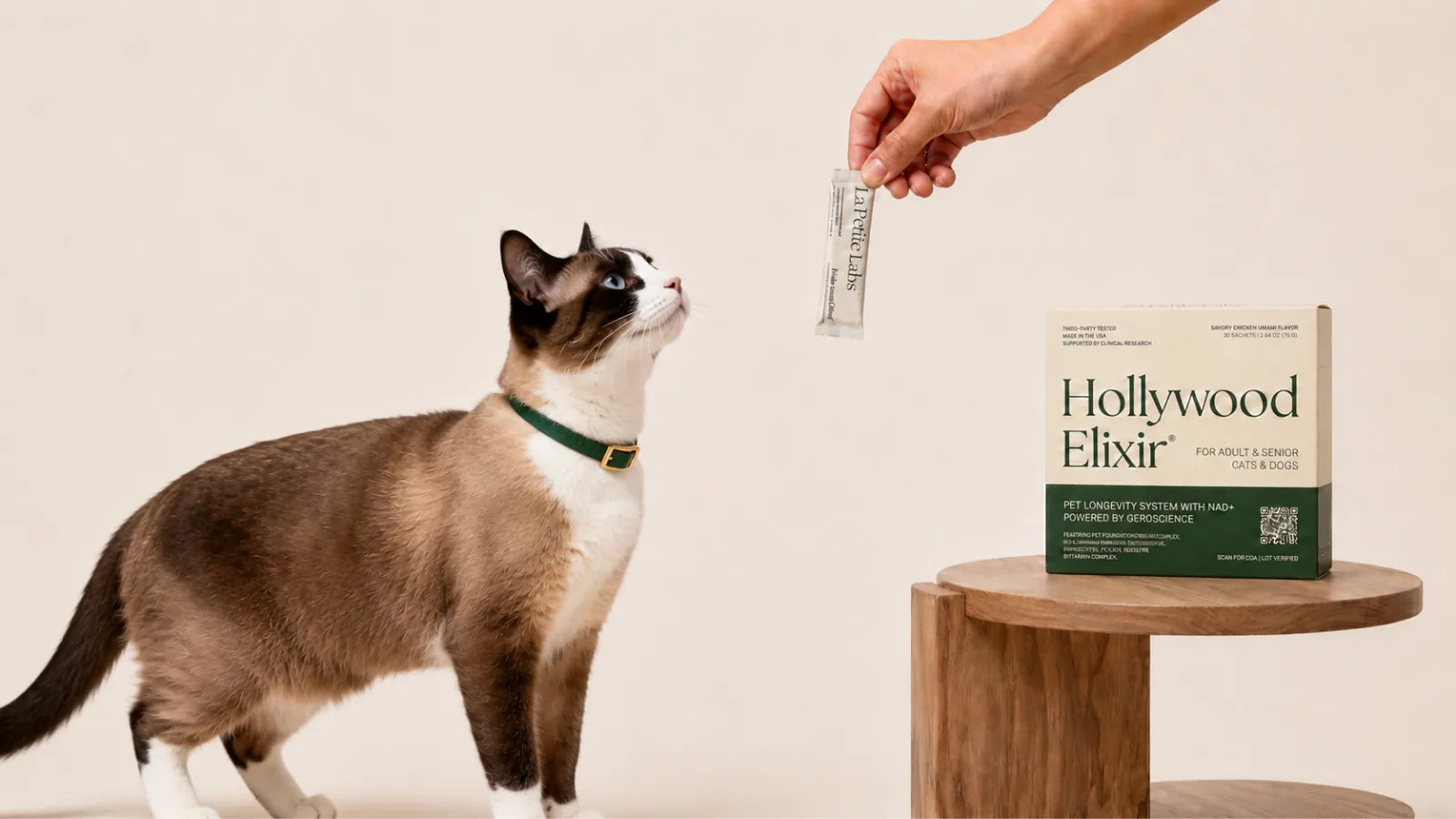 Snowshoe cat with the Hollywood Elixir longevity system by La Petite Labs