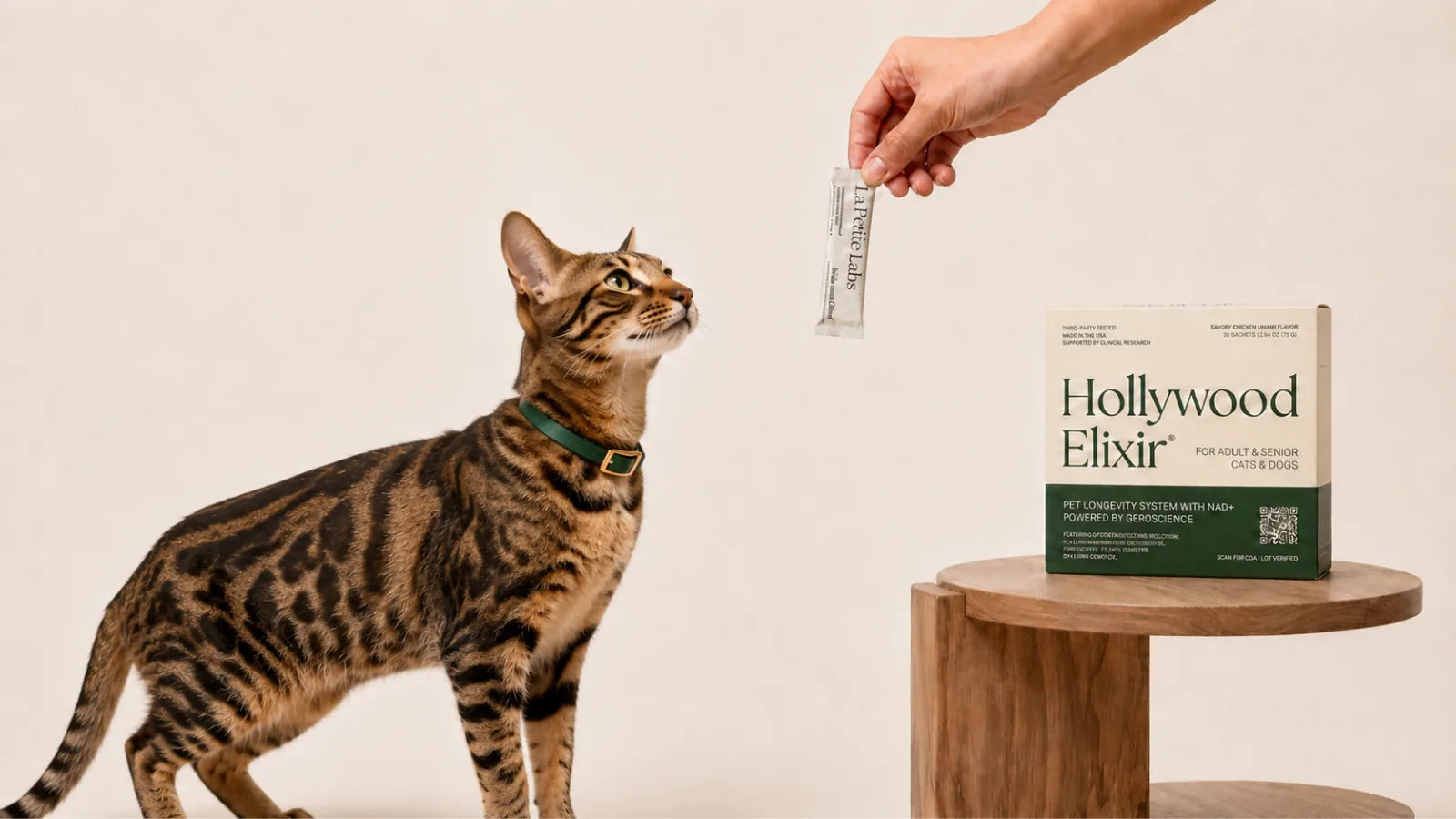 Sokoke cat with the Hollywood Elixir longevity system by La Petite Labs