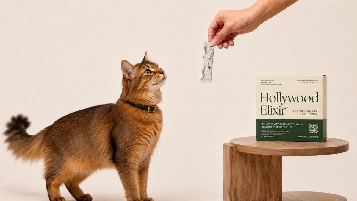 Somali cat with the Hollywood Elixir longevity system by La Petite Labs