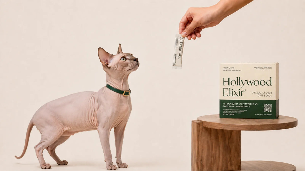 Sphynx cat with the Hollywood Elixir longevity system by La Petite Labs