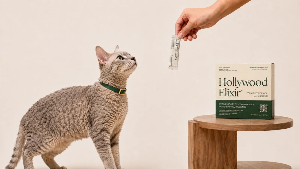 Tennessee Rex cat with the Hollywood Elixir longevity system by La Petite Labs