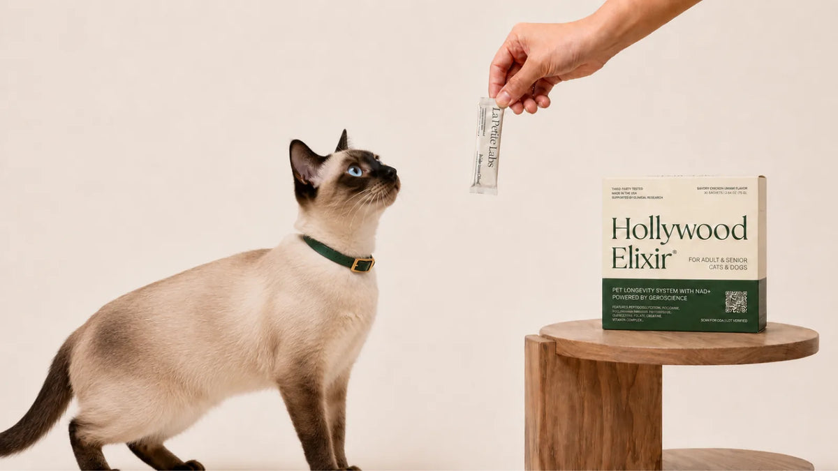 Thai cat with the Hollywood Elixir longevity system by La Petite Labs