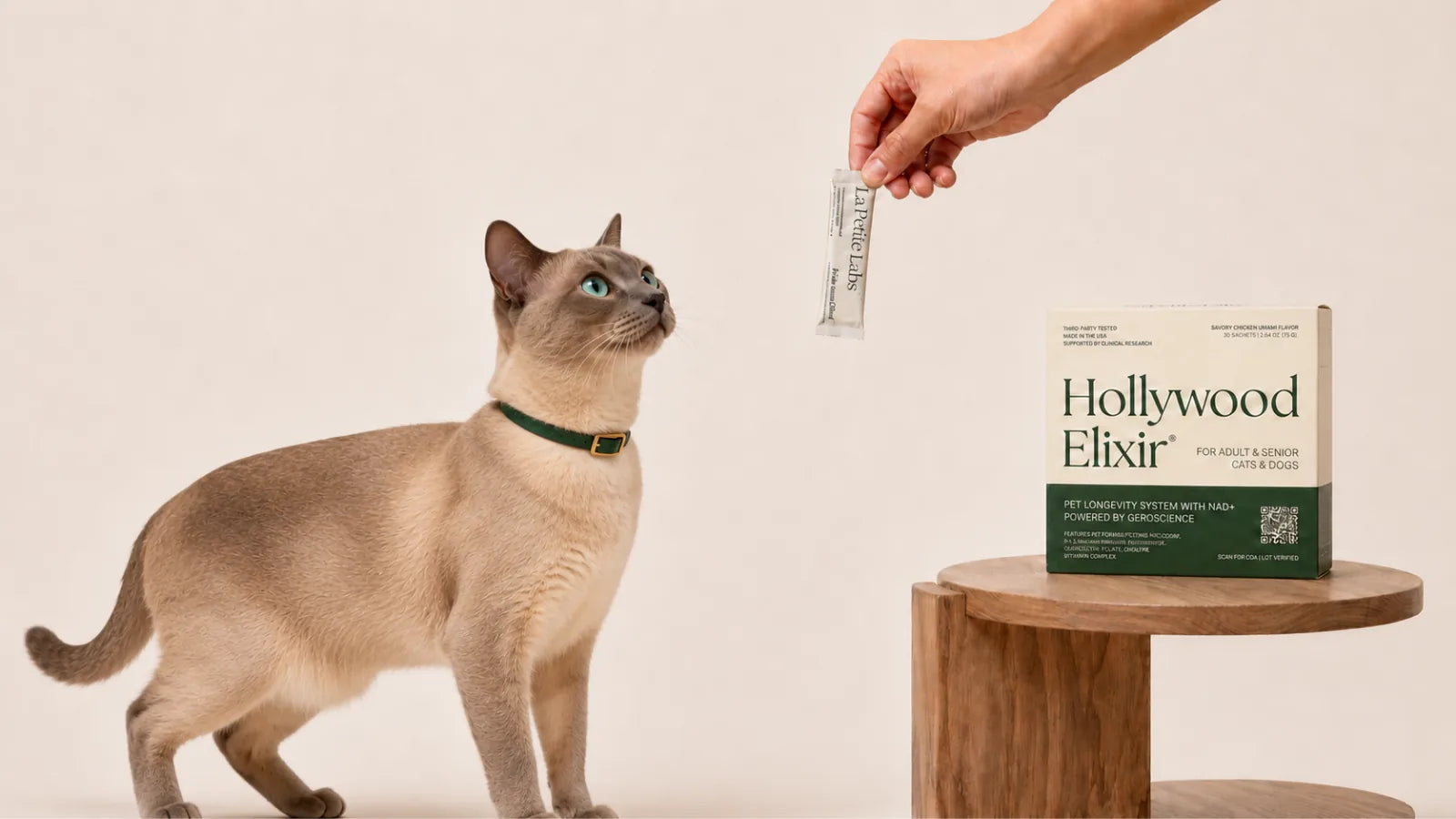 Tonkinese cat with the Hollywood Elixir longevity system by La Petite Labs
