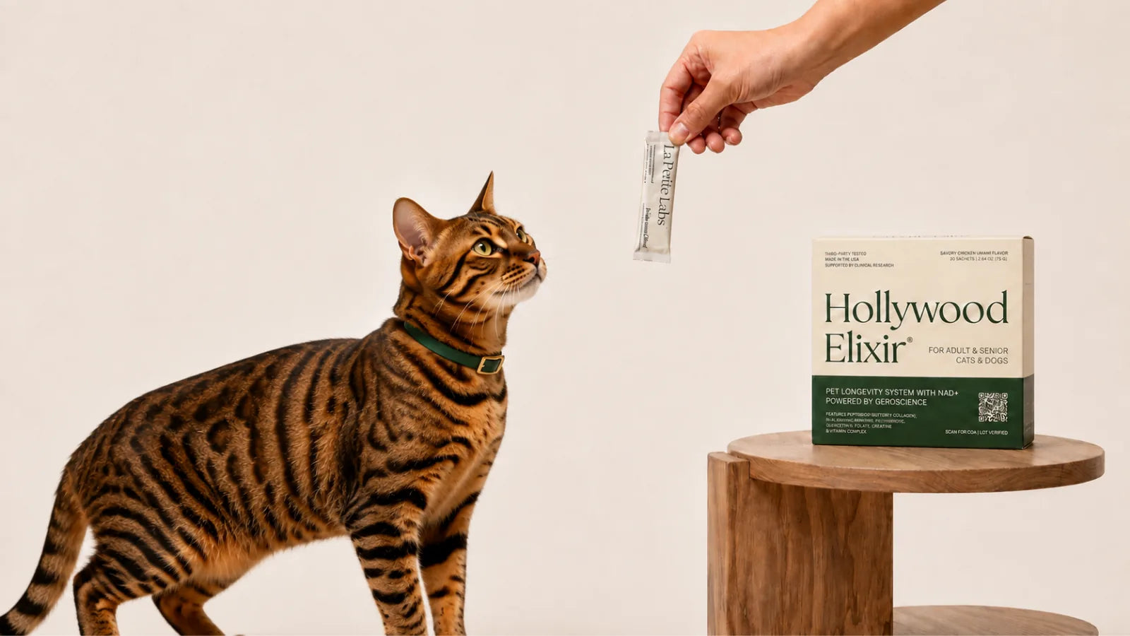 Toyger cat with the Hollywood Elixir longevity system by La Petite Labs