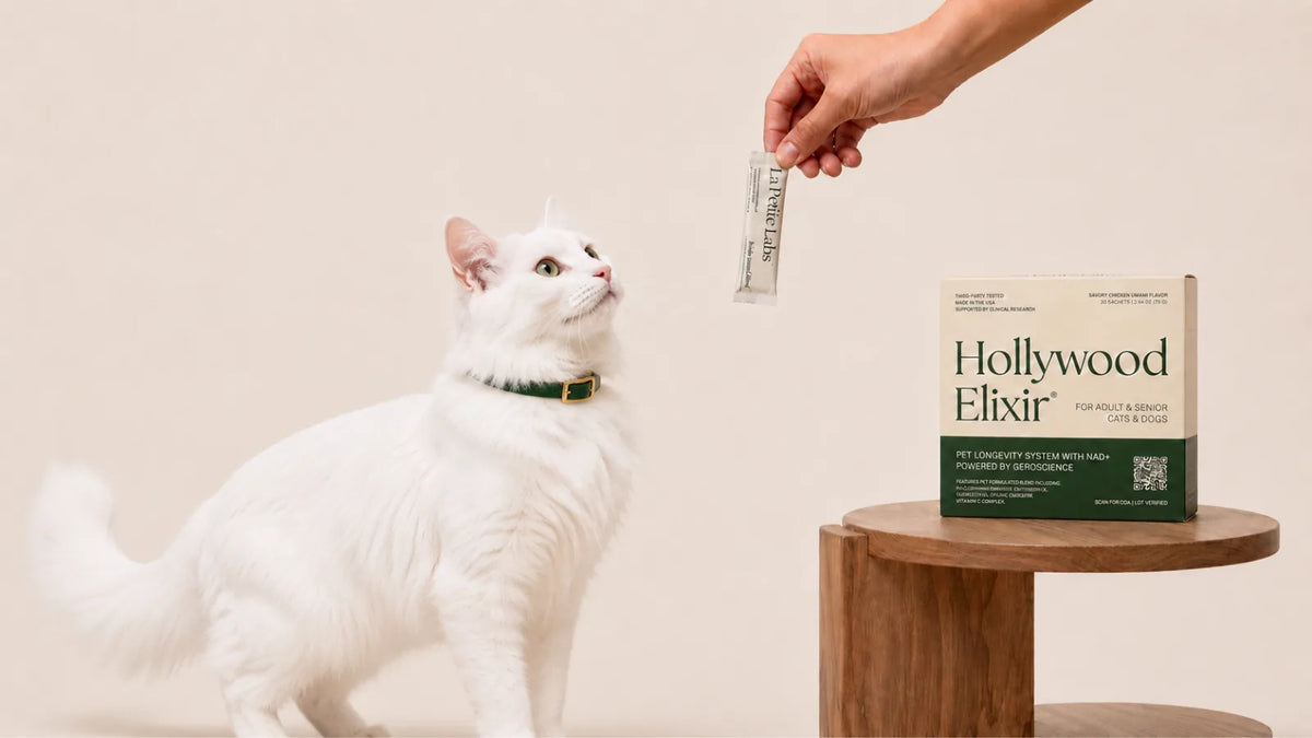 Turkish Angora cat with the Hollywood Elixir longevity system by La Petite Labs
