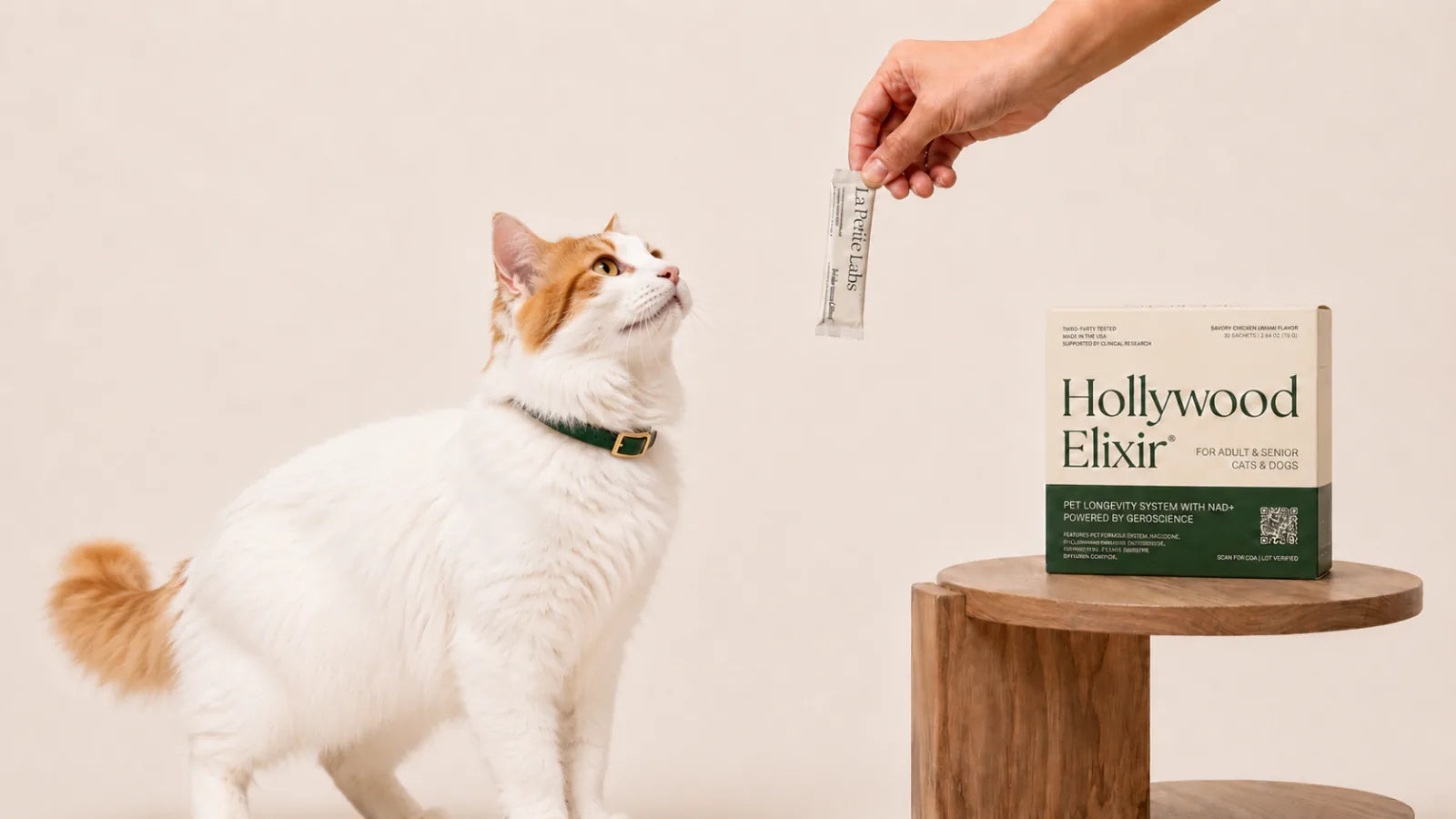 Turkish Van cat with the Hollywood Elixir longevity system by La Petite Labs