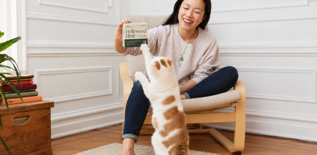 Orange-and-white cat reaching toward a woman holding a Hollywood Elixir box while sitting in a chair