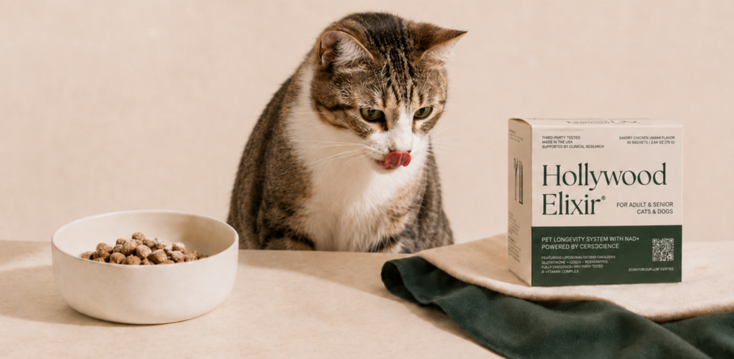 Tabby cat sitting at a table with a food bowl and Hollywood Elixir box