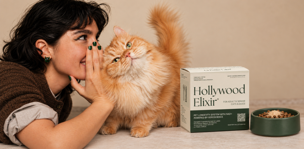 Woman leaning toward a fluffy orange cat beside a Hollywood Elixir box and green food bowl