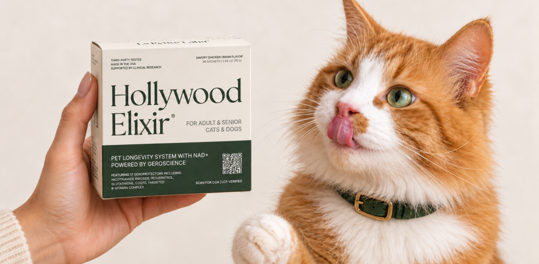 Orange-and-white cat beside a Hollywood Elixir box held in a person's hand