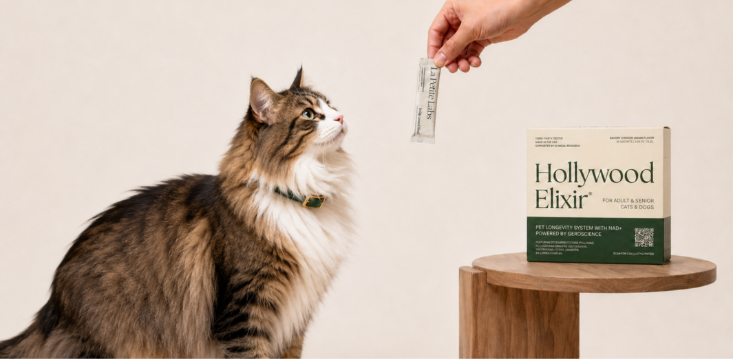 Tabby cat looking up at a Hollywood Elixir sachet held above it, with the product box on a small table