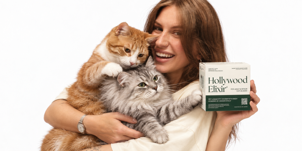 Woman cuddling an orange-and-white cat and a silver tabby while holding a Hollywood Elixir box
