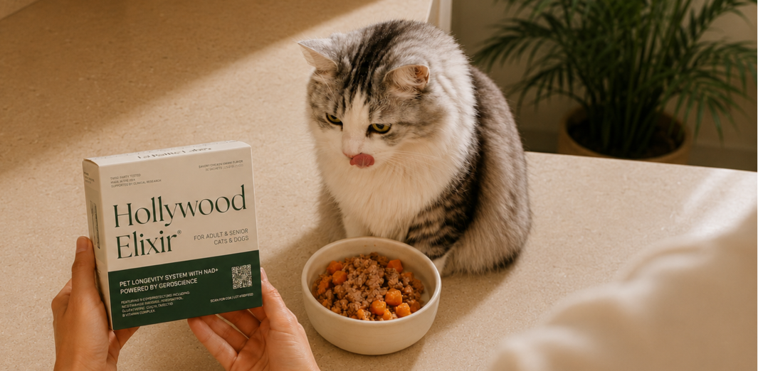 Silver tabby sitting beside a food bowl and a Hollywood Elixir box held in a person's hand