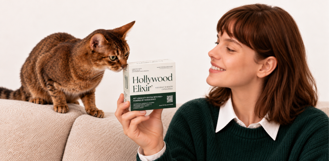 Woman holding a Hollywood Elixir box toward a brown cat perched on the back of a sofa