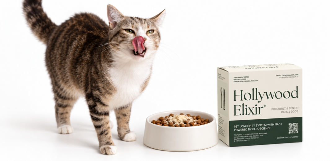 Tabby cat licking its nose beside a food bowl and Hollywood Elixir box