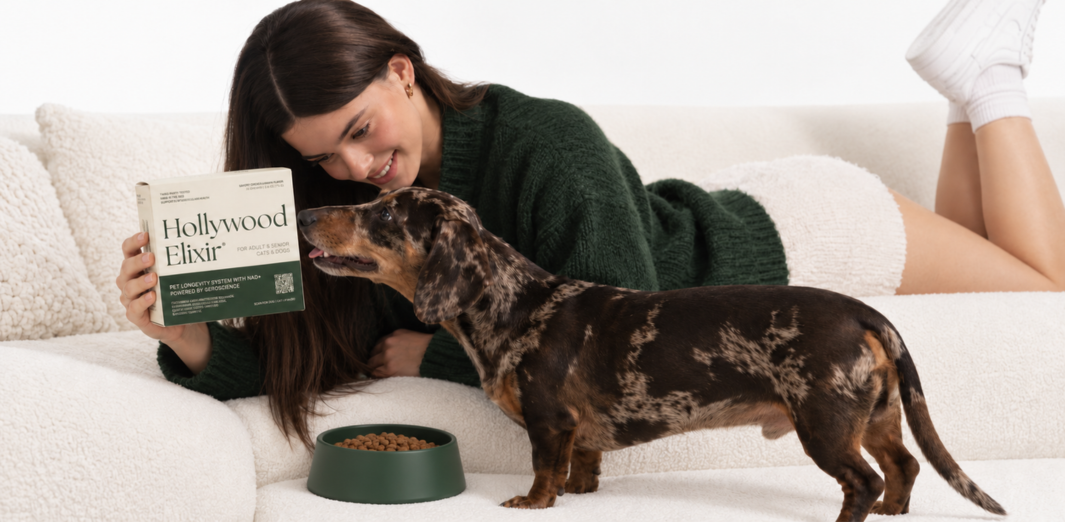 Woman holding a Hollywood Elixir box beside a dapple dachshund and green food bowl on a sofa