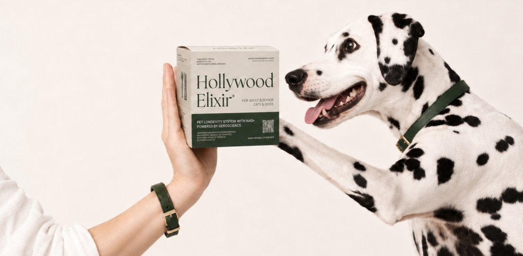 Dalmatian looking toward a Hollywood Elixir box held in a person's hand