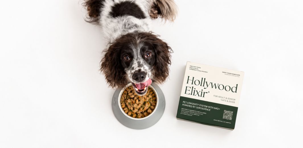 Overhead view of a black-and-white dog beside a food bowl and Hollywood Elixir box