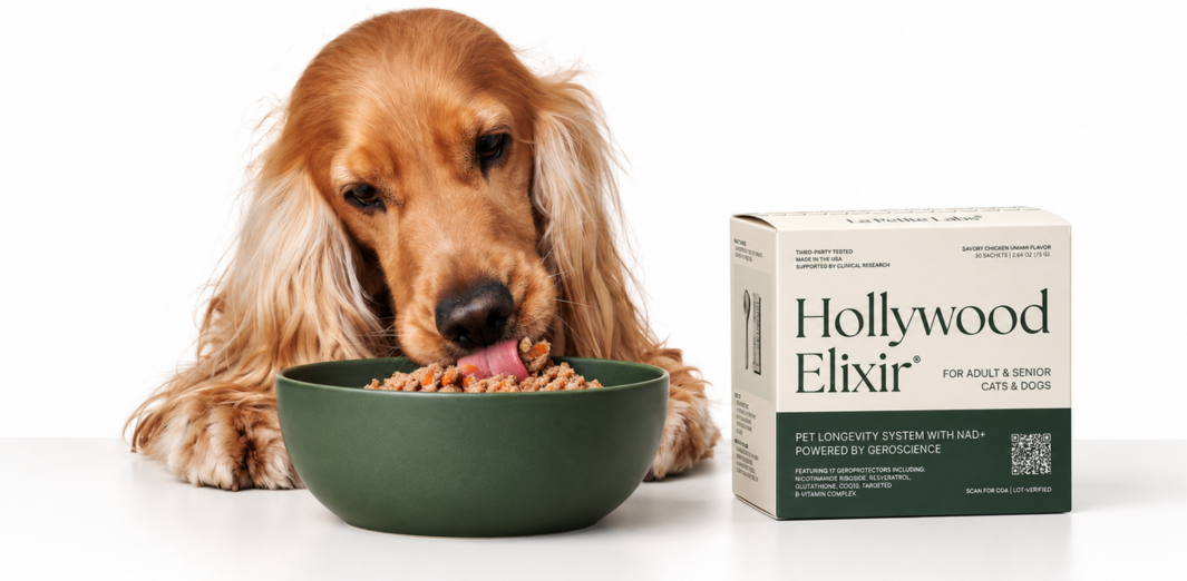 Golden spaniel eating from a green bowl beside a Hollywood Elixir box
