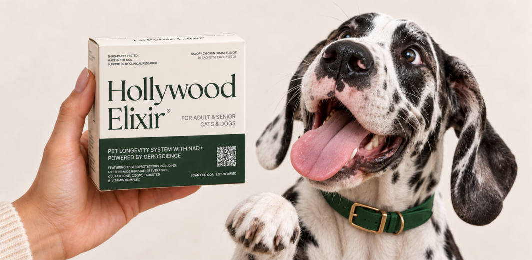 Spotted gray dog beside a Hollywood Elixir box held in a person's hand
