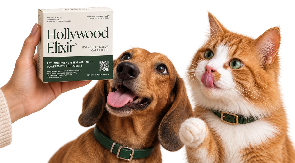 A hand holding Hollywood Elixir beside a dachshund and an orange cat