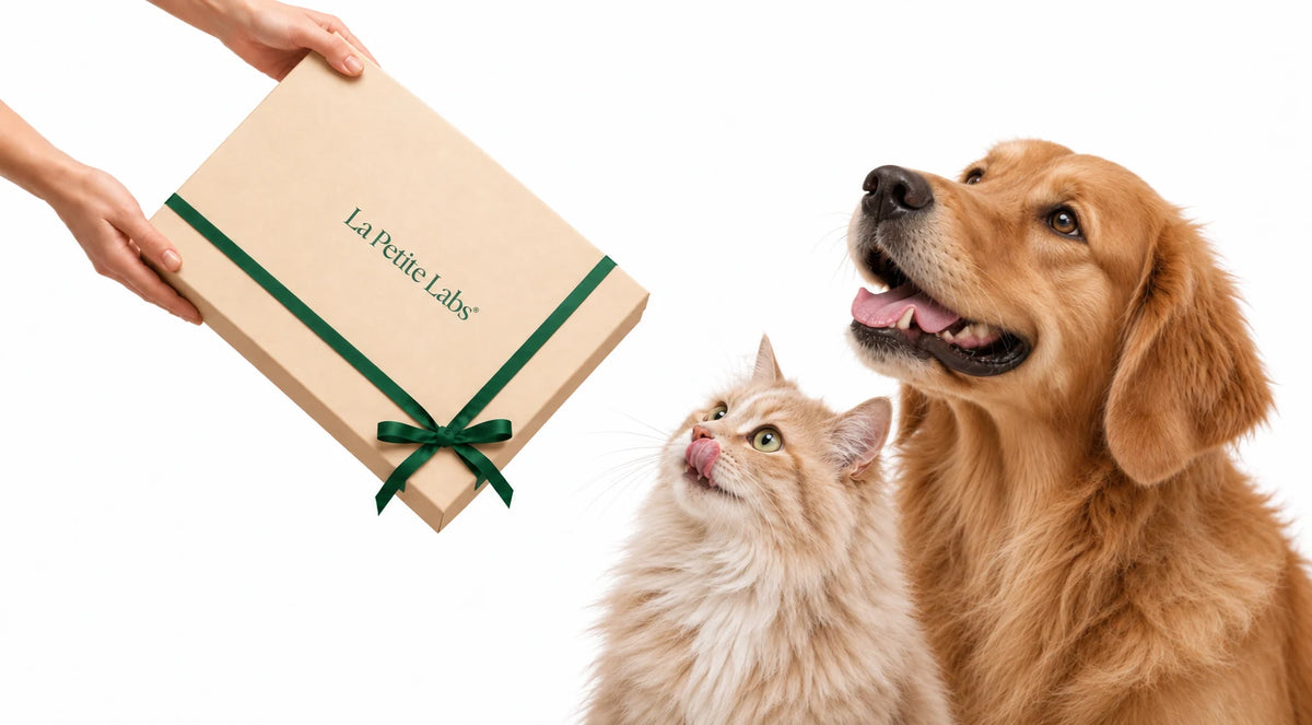 Pampered System gift box held from the left beside a golden retriever and a cat