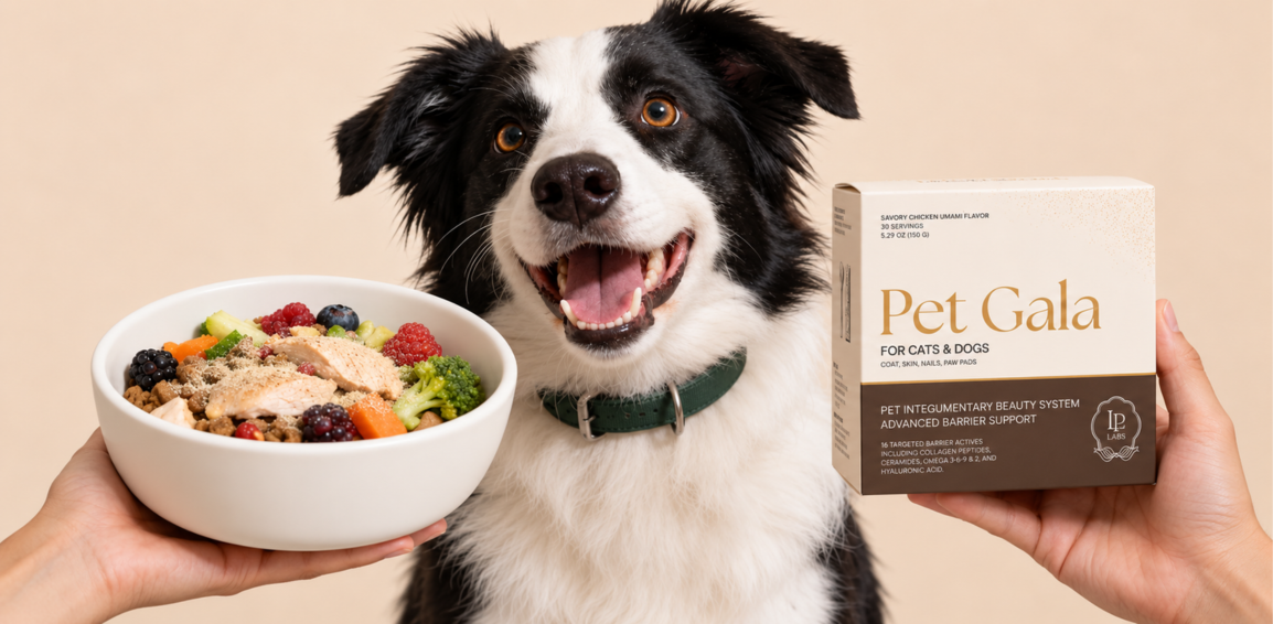 Black-and-white dog between a bowl of food and a Pet Gala box held in a person's hands
