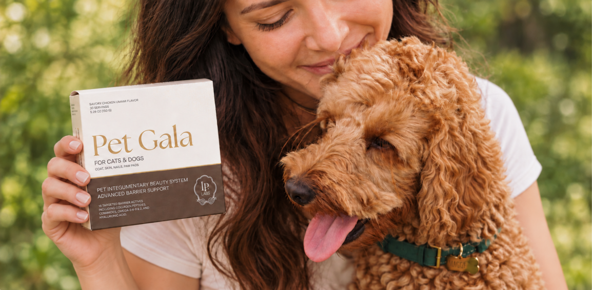 Woman holding a Pet Gala box beside a curly-coated brown dog outdoors