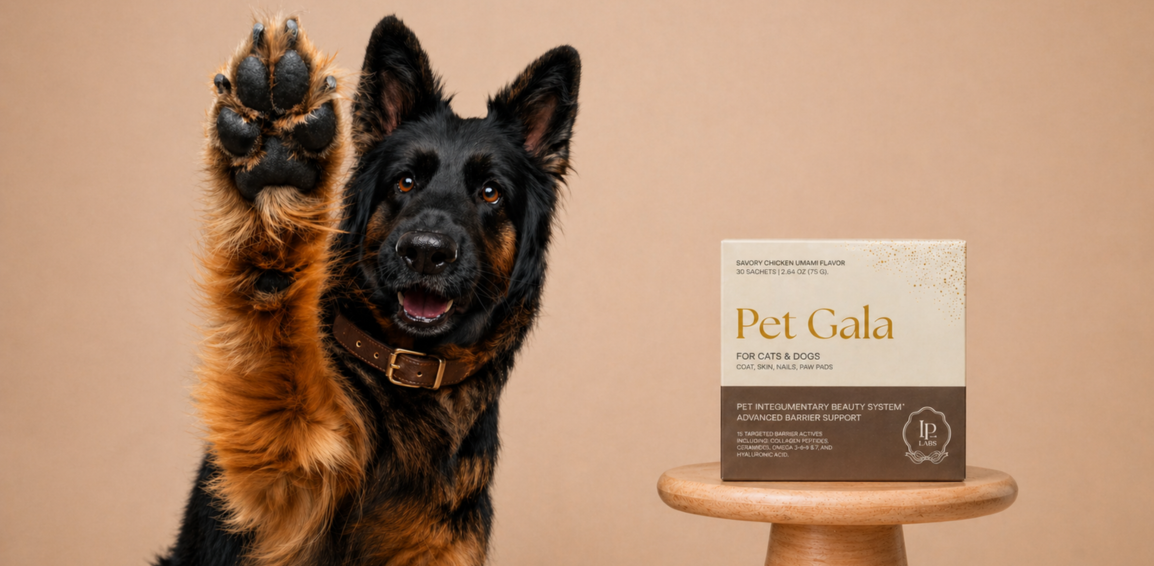 German shepherd raising a paw beside a Pet Gala box on a small table