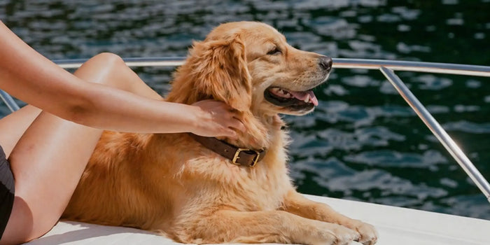 Marine Collagen for Dogs: Benefits, Dose & Results