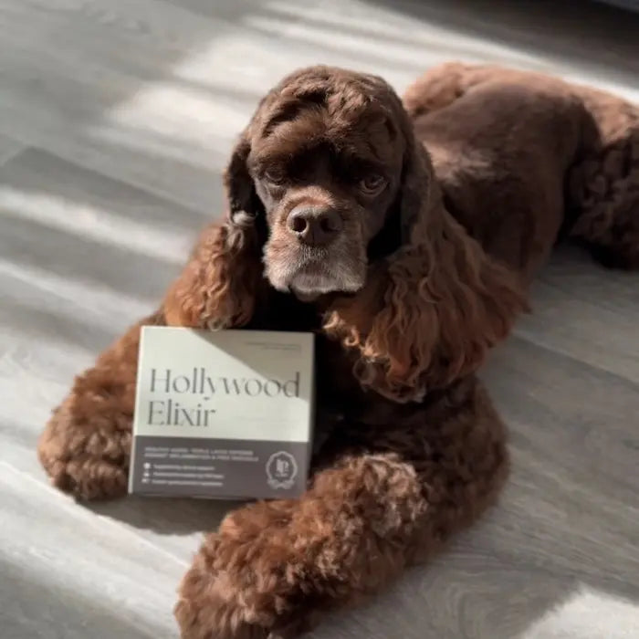 Senior dog resting beside Hollywood Elixir, a daily NAD+ supplement for dogs designed to support longevity, energy stability, and recovery.