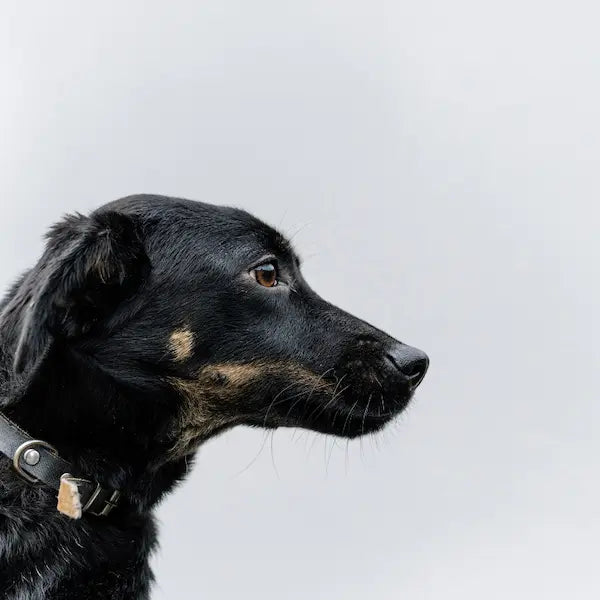 Aging dog profile symbolizing mitochondrial wear over time, a key reason NAD for dogs is used to support steadier energy and recovery.