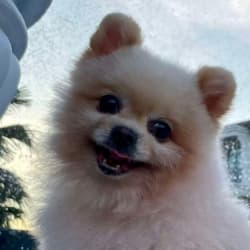 NAD+ For Dogs Success Story