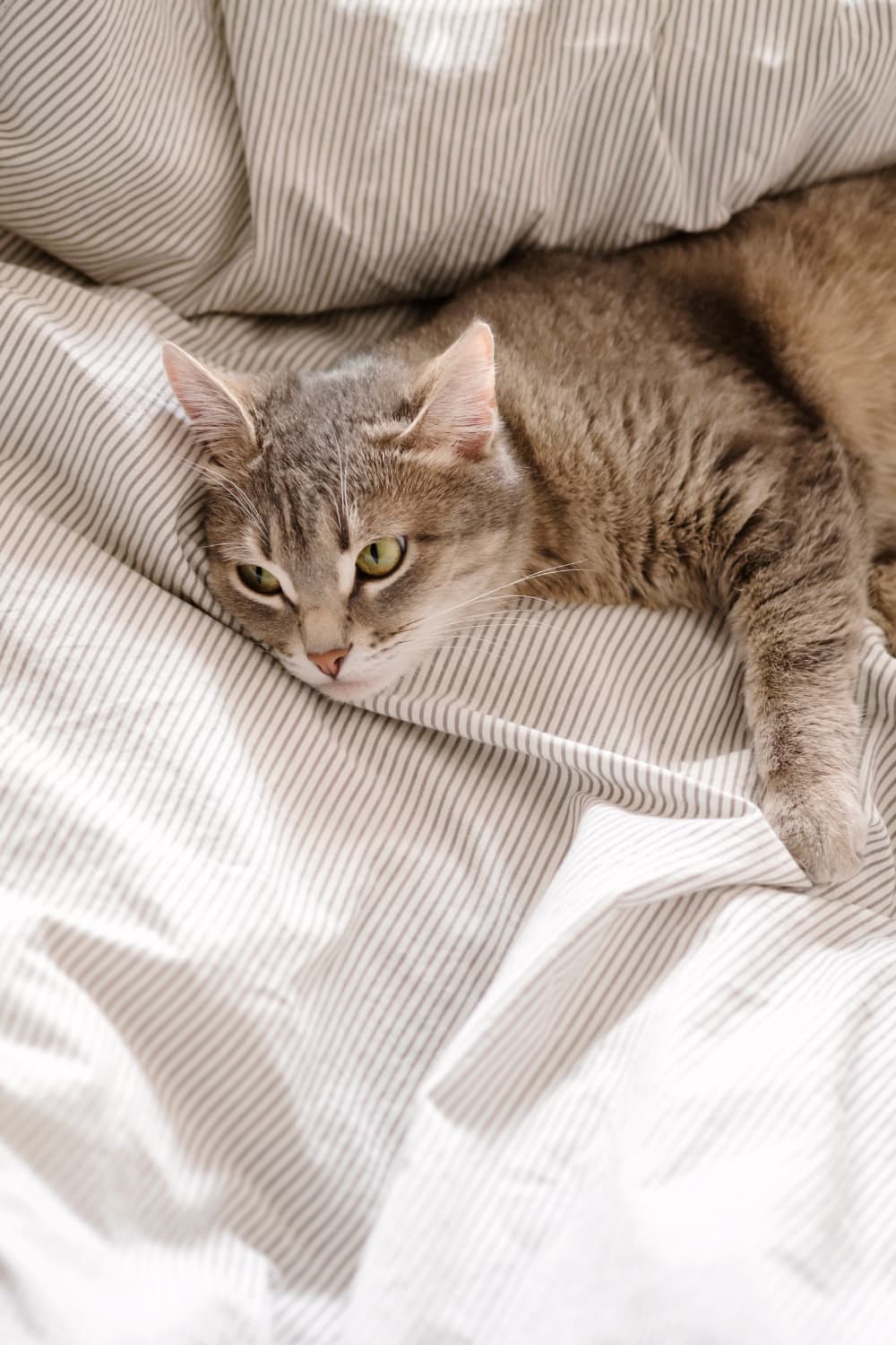nr for cats nicotinamide riboside cat on bed