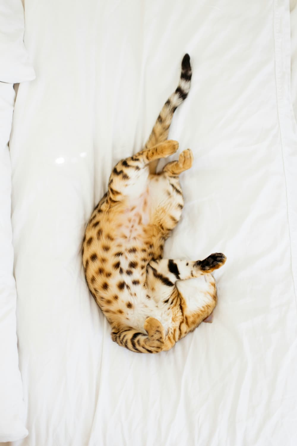 nr for cats nicotinamide riboside cat happily lounging