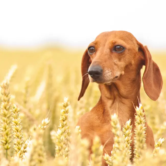 Ingredient spread with supplement box highlighting formulation depth behind best best supplement for dog nails for null.