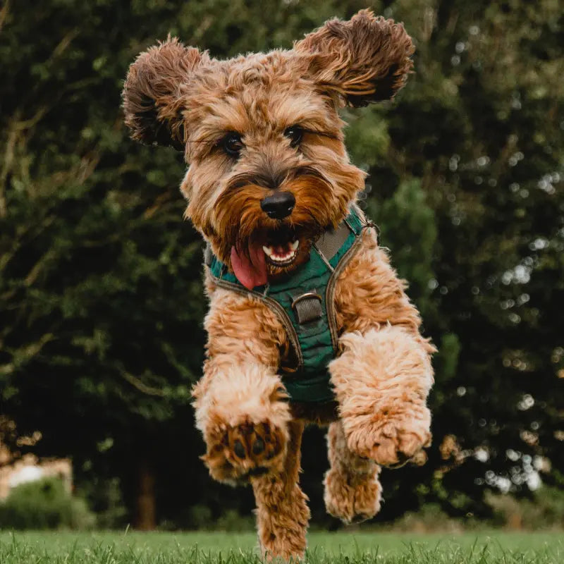 Supplement box revealed in soft light, reflecting premium best supplement for dog nails supplements for null positioning.