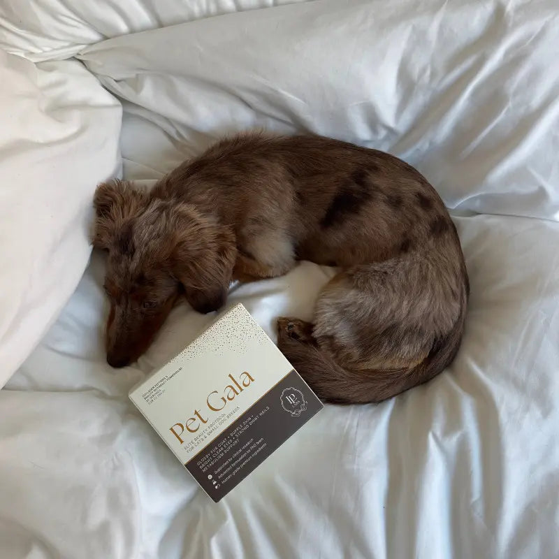 Pet owner presenting supplement, highlighting home beauty support from best supplement for dog nails.