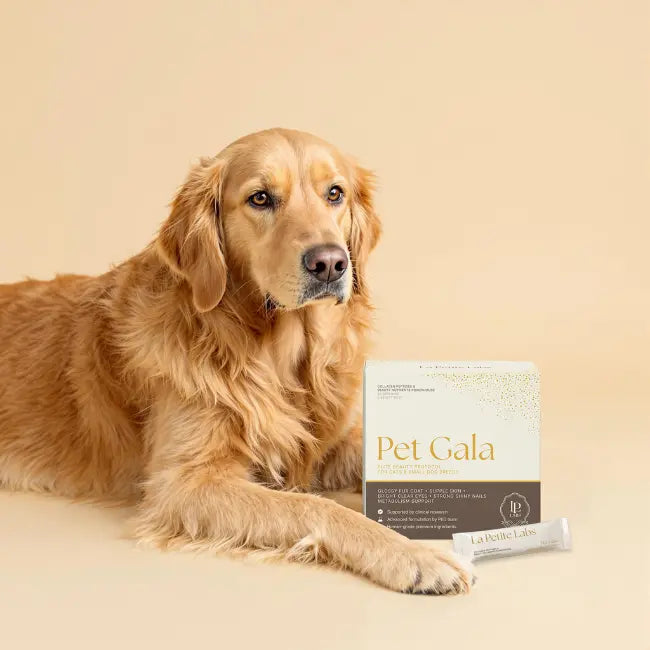 Beauty imagery reflecting skin wellness supported by best best supplement for dog nails supplements for null.