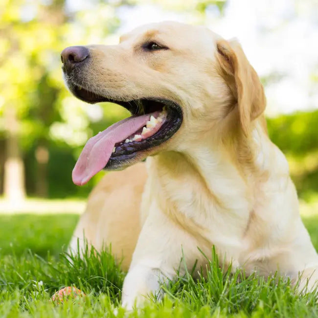 Beauty ingredient model representing bioactive synergy found in best supplement for dog nails.