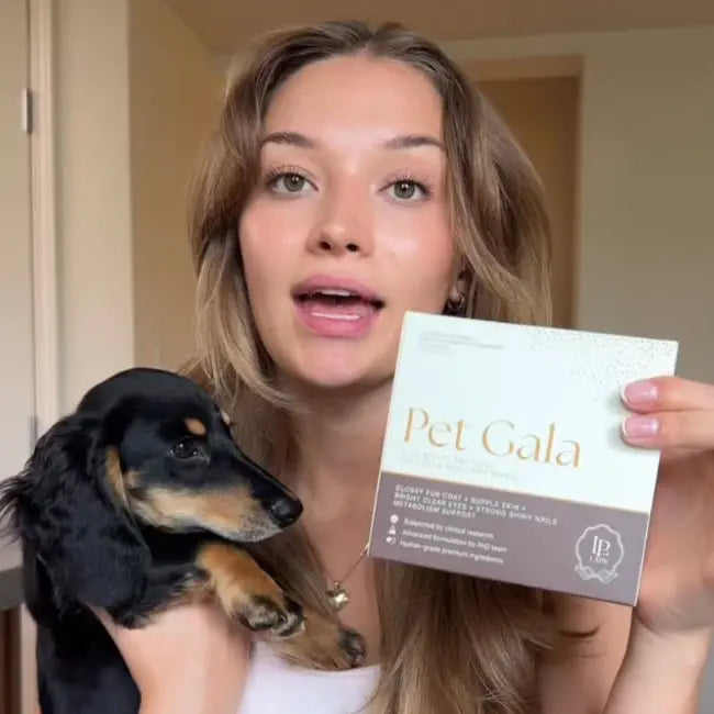 Close-up of a dog highlighting coat shine and wellness supported by best best supplement for dog nails supplement for null.