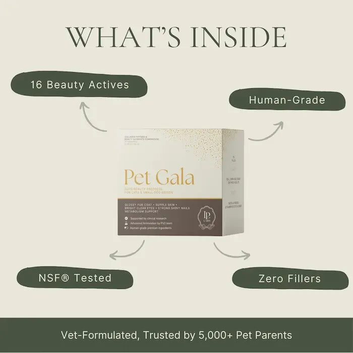 Portrait of a dog showing beauty presence supported by best supplement for dog nails for null.